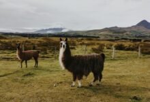 intas ffr details unknown