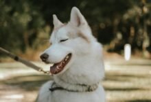 unclear reference or term